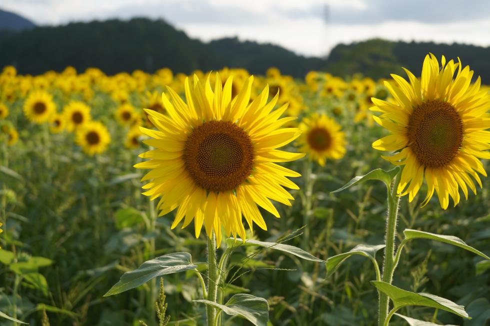 アスピア玉城のヒマワリ🌻